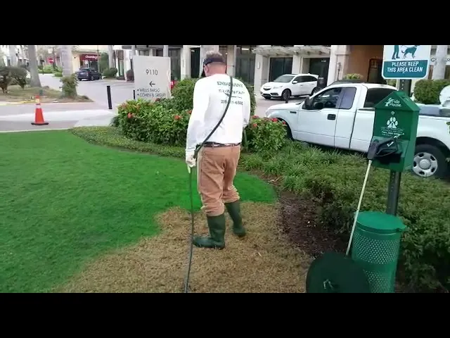 Video: Painting zoysia lawn